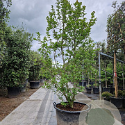 Magnolia loebneri 'Merrill' 250-300 cm container meerstammig