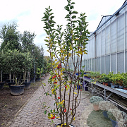 Malus 'Red Sentinel' 175-200 cm container meerstammig