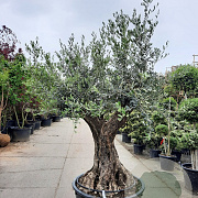 Olea europaea 80 cm stam container 80 stam 120x120 scherm