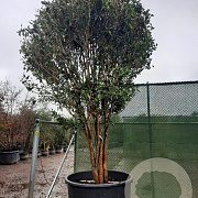 Osmanthus fragrans 400-450 cm container meerstammig
