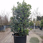 Osmanthus heterophyllus 125-150 cm cont. 90L extra