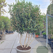 Osmanthus heterophyllus 175-200 cm cont. 95L