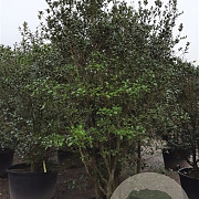 Osmanthus heterophyllus 200-250 cm container solitair