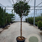Photinia fraseri 'Red Robin' 100 cm stam container 60-70 bol