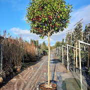 Photinia fraseri 'Red Robin' 180 cm stam container 16-18 leiboom
