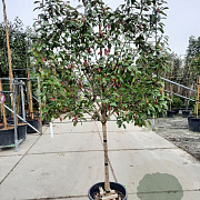 Photinia fraseri 'Red Robin' 80 cm stam container 16-18 lei 120x120