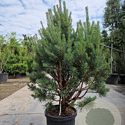 Pinus sylvestris 80-100 cm 2,5L