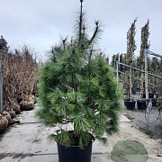 Pinus wallichiana 175-200 cm cont. 95L