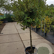 Quercus ilex 100 cm stam container 12-14