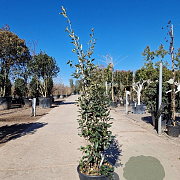 Quercus ilex 150-175 cm 18L