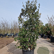 Quercus ilex 150-175 cm 35L