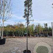 Quercus ilex 150 cm stam container 10-12 leiboom