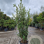 Quercus ilex 175-200 cm 30L