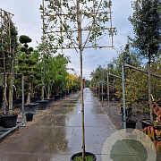 Quercus ilex 180 cm stam container 16-18