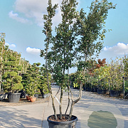 Quercus ilex 250-300 cm cont. 90L meerstammig