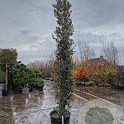 Quercus ilex 300-350 cm cont. 70L meerstammig