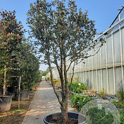 Quercus ilex 300-350 cm container meerstammig struik