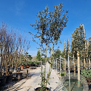 Quercus ilex 350-400 cm cont. 130L meerstammig