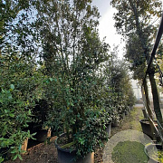 Quercus ilex 400-450 cm container
