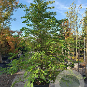 Styrax jap. 'Pink Chimes' 250-300 cm container meerstammig
