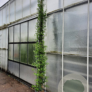 Trachelospermum jasminoides 300-350 cm 25L