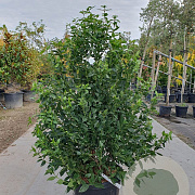 Viburnum tin. Spirit 125-150 cm 45L