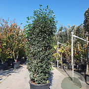 Viburnum tin. Spirit 175-200 cm cont. 95L
