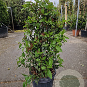 Viburnum tin. Spirit 60-80 cm 15L
