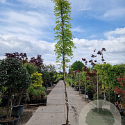 Wisteria flor. 'New Blue Fountain' 350-400 cm 25L