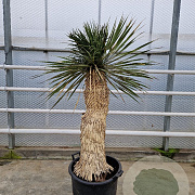 Yucca rostrata 120-130 cm container