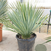 Yucca rostrata 50-60 cm container