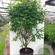 Acer griseum 200-250 cm cont. 110L meerstammig
