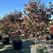 Acer pal. 'Bloodgood' 400-450 cm cont. 350L meerstammig
