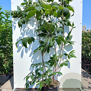 Aesculus parviflora 125-150 cm 40L meerstammig
