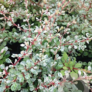 Berberis thunb. 'Silver Beauty' 40-60 cm 15L