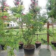 Gleditsia triac. 'Sunburst' 200-250 cm cont. 90L meerstammig