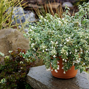 Abelia grandifl. 'Wevo1' 100-125 cm 15L struik
