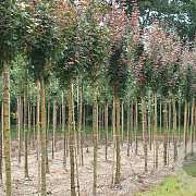 Acer campestre 'Red Shine' 16-18 HO draadkluit