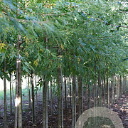 Acer saccharum 12-14 HO draadkluit