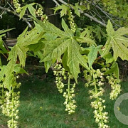 Acer macrophyllum 10-12 HO draadkluit