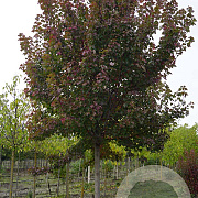 Acer rubrum 'Brandywine' 18-20 HO draadkluit