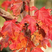 Acer tataricum ginnala 10-12 HO draadkluit