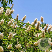 Aesculus californica 10-12 HO draadkluit