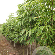 Aesculus chinensis 12-14 HO draadkluit
