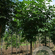Aesculus indica 12-14 HO draadkluit