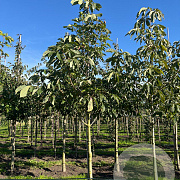 Aesculus indica 16-18 HO draadkluit