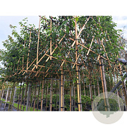 Amelanchier aln. 'Obelisk' 12-14 HO draadkluit LEIVORM 200 cm stam