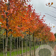 Amelanchier arborea 'Robin Hill' 8-10 HO draadkluit