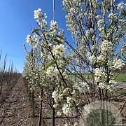 Amelanchier can. 'October Flame' 10-12 HO draadkluit