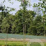 Amelanchier lamarckii 12-14 HO draadkluit
